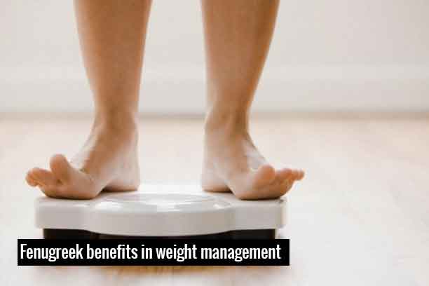 Fenugreek weight loss Fenugreek weight loss