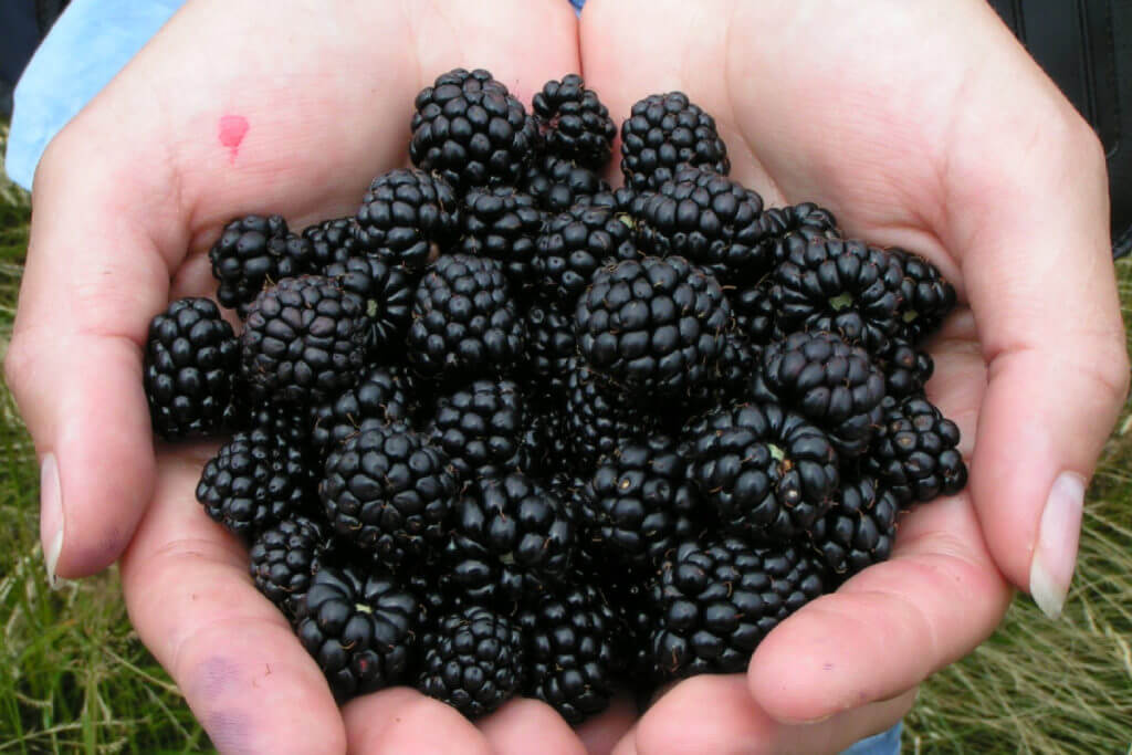 Black berries health benefits