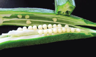 Ladyfinger benefits Ladyfinger benefits