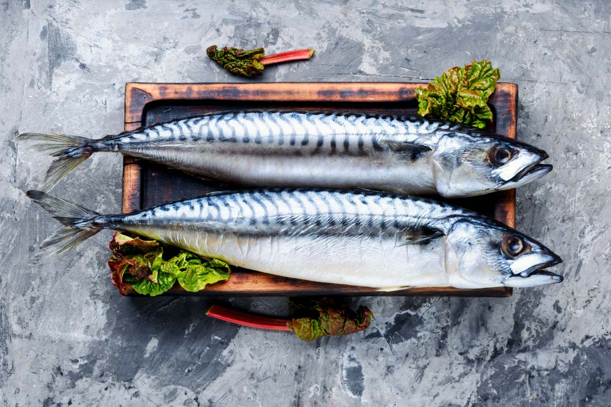 Atlantic mackerel fish for healthy heart