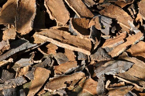 Banyan tree bark acts as ayurvedic medicine for diabetes Banyan tree bark acts as ayurvedic medicine for diabetes