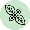 Tusli or Basil leaf boost your immunity