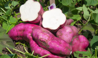 Sweet Potatoes Sweet Potatoes