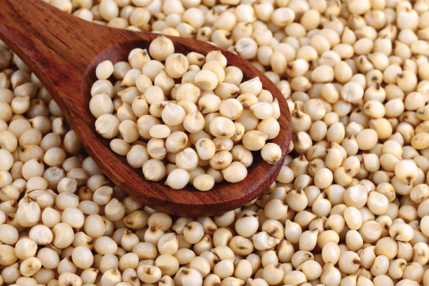 jowar or sorghum