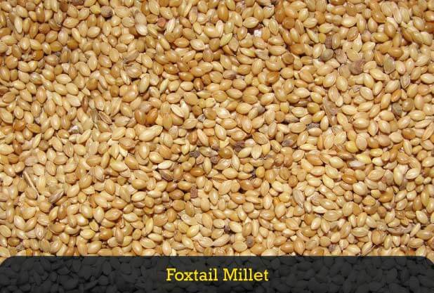 foxtail millet for weight loss foxtail millet for weight loss