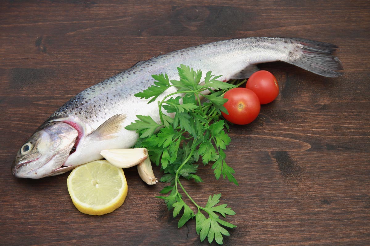Buy Lake Trout fishes which have been raised in flowing river water