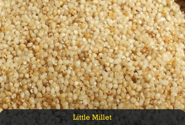 Little Millet for Weight Loss Little Millet for Weight Loss