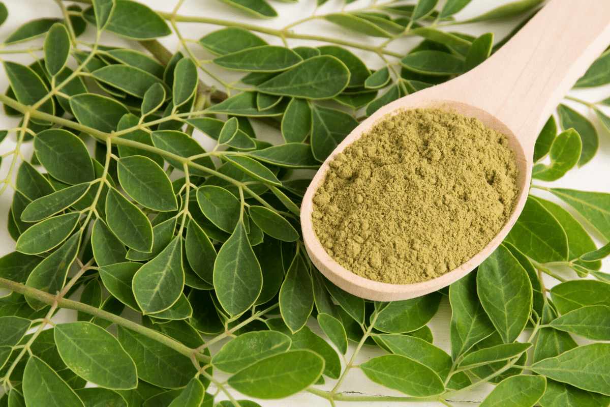 Moringa leaves for weight loss