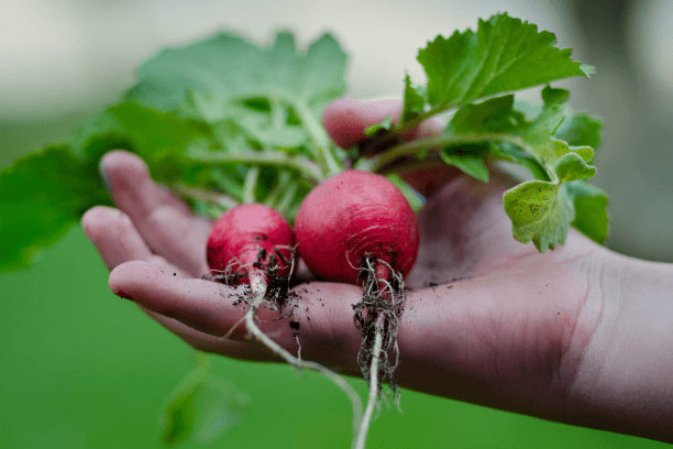 Radish Probiotic Food