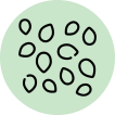 seeds are rich in antioxidants and vitamins