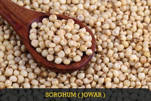 Sorghum Millet for Weight Loss Sorghum or Jowar Millet