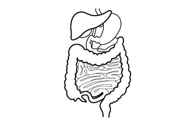 Stomach Alimentary Canal IBS