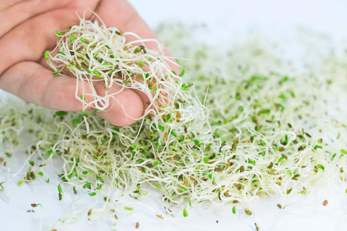 alfalfa sprouts