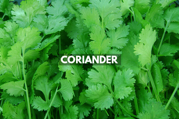 10 Health Benefits of Coriander Dhania Truweight