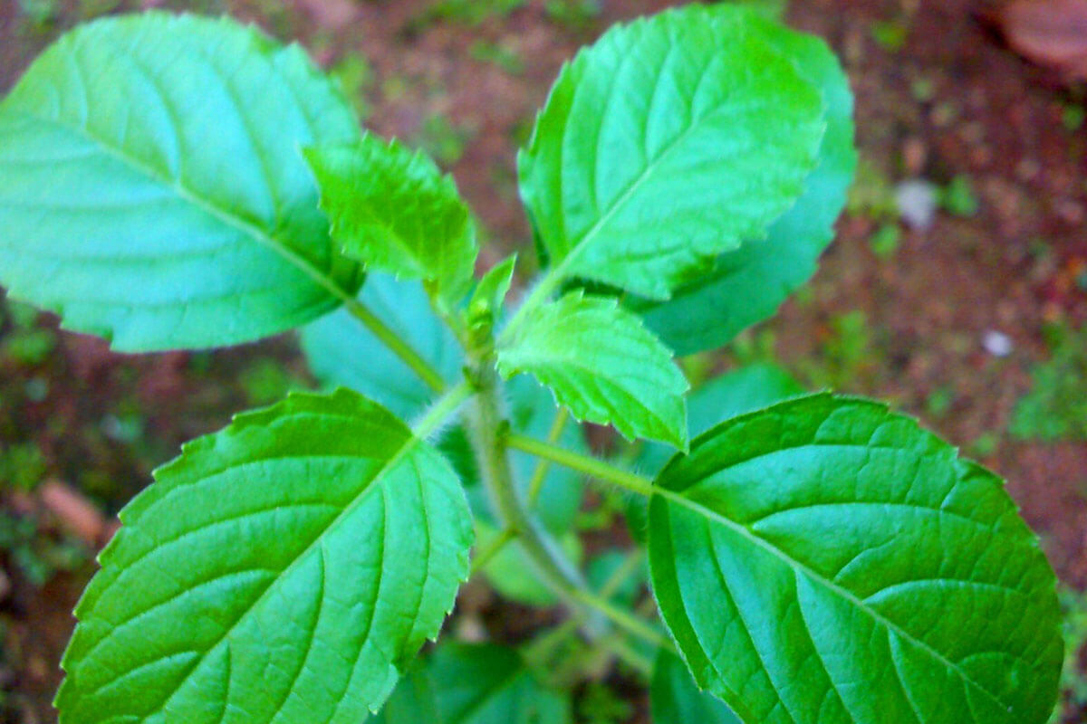 tulsi