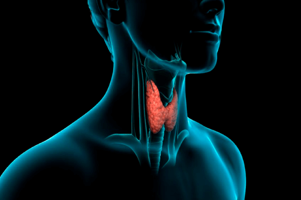 thyroid gland thyroid gland