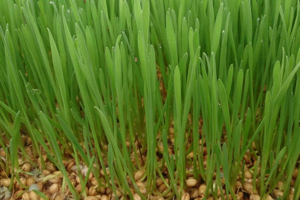 Wheatgrass juice clearance for weight loss