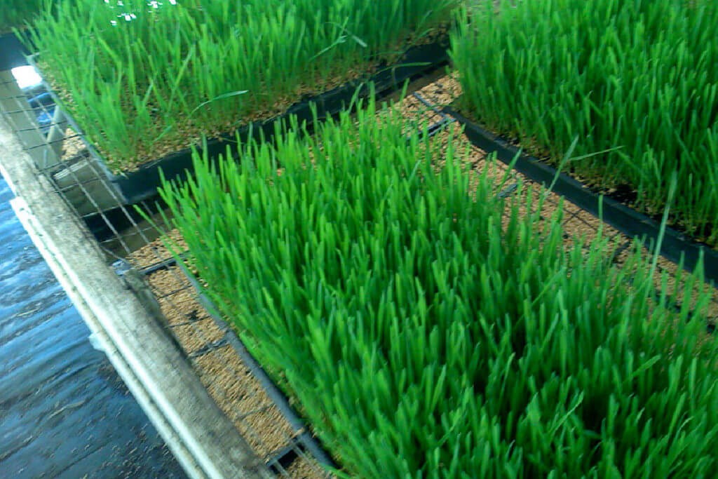 wheatgrass weight loss health benefits wheatgrass weight loss health benefits
