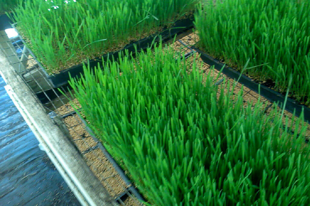 wheatgrass weight loss health benefits