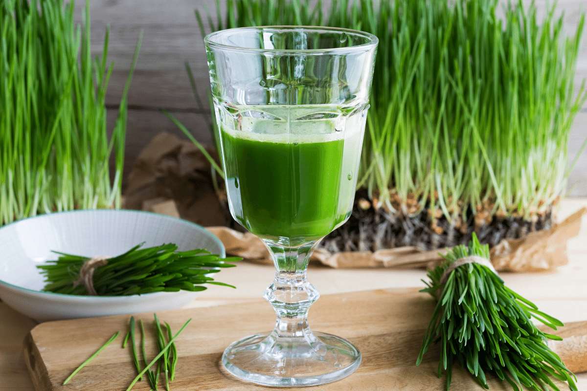 wheatgrass juice for weight loss